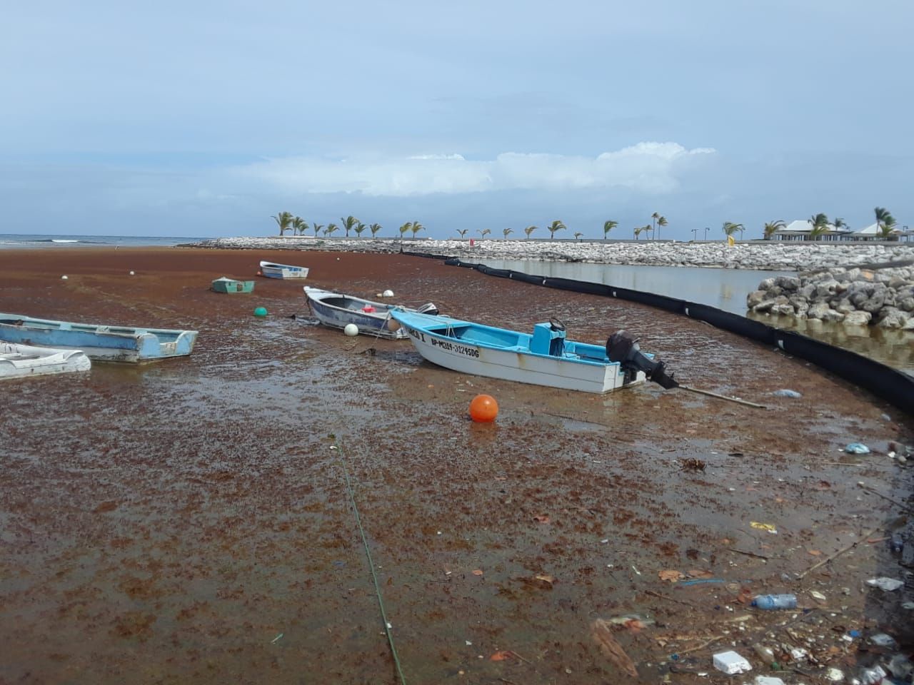 ?p=image&amp;src=%7B%22file%22%3A%22images%2Fnews%2FMuestras+del+sargazo+en+la+Marina+Punta+Cana Instituto Tecnol&oacute;gico de Santo Domingo - Sargazo: soluci&oacute;n para tratamiento aguas residuales