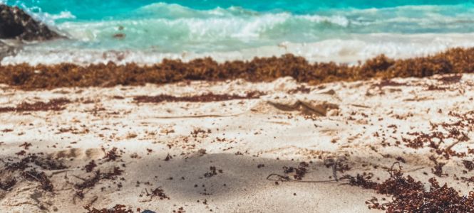 ?p=image&amp;src=%7B%22file%22%3A%22images%2Fnews%2FFoto+de+Naja+Bertolt+Jensen+en+Unsplash Instituto Tecnol&oacute;gico de Santo Domingo - Notas de prensa