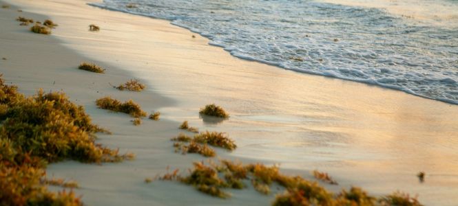 ?p=image&amp;src=%7B%22file%22%3A%22images%2Fnews%2FSargazo Instituto Tecnol&oacute;gico de Santo Domingo - Notas de prensa