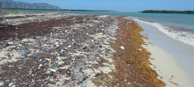 ?p=image&amp;src=%7B%22file%22%3A%22images%2Fzoo%2Fuploads%2FSargazo-min Instituto Tecnol&oacute;gico de Santo Domingo - Notas de prensa