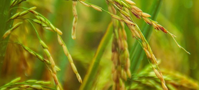 ?p=image&amp;src=%7B%22file%22%3A%22images%2Fnews%2F19-07-2023+Arroz+-+Fuente+Externa Instituto Tecnol&oacute;gico de Santo Domingo - Notas de CEGA