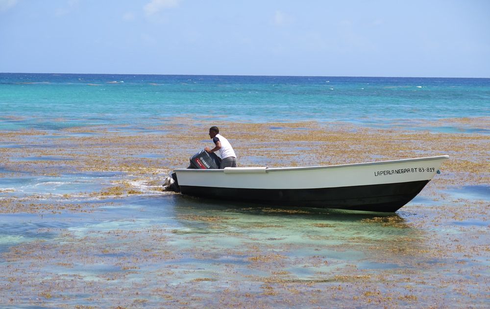 ?p=image&amp;src=%7B%22file%22%3A%22images%2Fprensa%2FIMG_0806+223 Instituto Tecnol&oacute;gico de Santo Domingo - Sobre la invasi&oacute;n de algas en RD