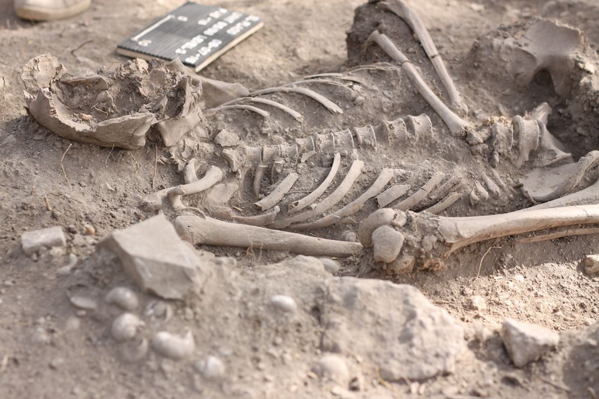 ?p=image&amp;src=%7B%22file%22%3A%22images%2Fprensa%2FEsqueleto+indigena Instituto Tecnol&oacute;gico de Santo Domingo - Descubren m&aacute;s de 200 nuevos asentamientos ind&iacute;genas en la isla