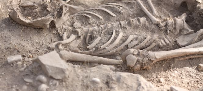 ?p=image&amp;src=%7B%22file%22%3A%22images%2Fprensa%2FEsqueleto+indigena Instituto Tecnol&oacute;gico de Santo Domingo - Notas de prensa