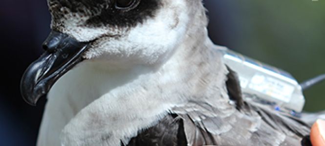 ?p=image&amp;src=%7B%22file%22%3A%22images%2Fprensa%2Fpajaro1 Instituto Tecnol&oacute;gico de Santo Domingo - Notas de prensa