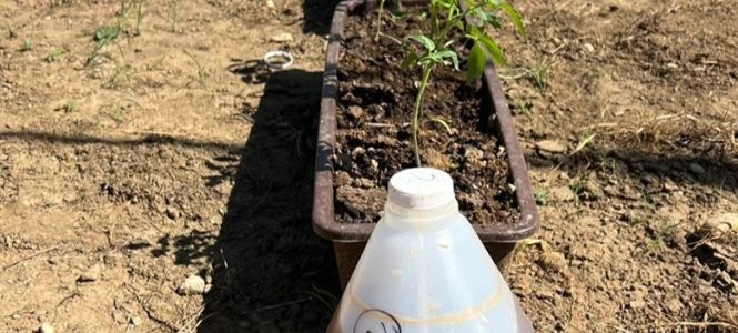 INTEC%20evalua%20biofertilizante%20de%20sargazo%20frutos%20de%20tomate%20no%20mostraron%20acumulacion%20preocupante%20de%20elementos%20traza%20bajo%20condiciones%20evaluadas-3843bf5e Instituto Tecnol&oacute;gico de Santo Domingo - Investigacion