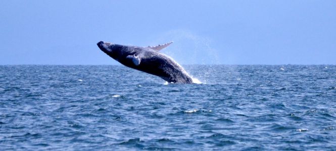Whales%20Humpbacks-7a991fb3 Instituto Tecnológico de Santo Domingo - Press releases