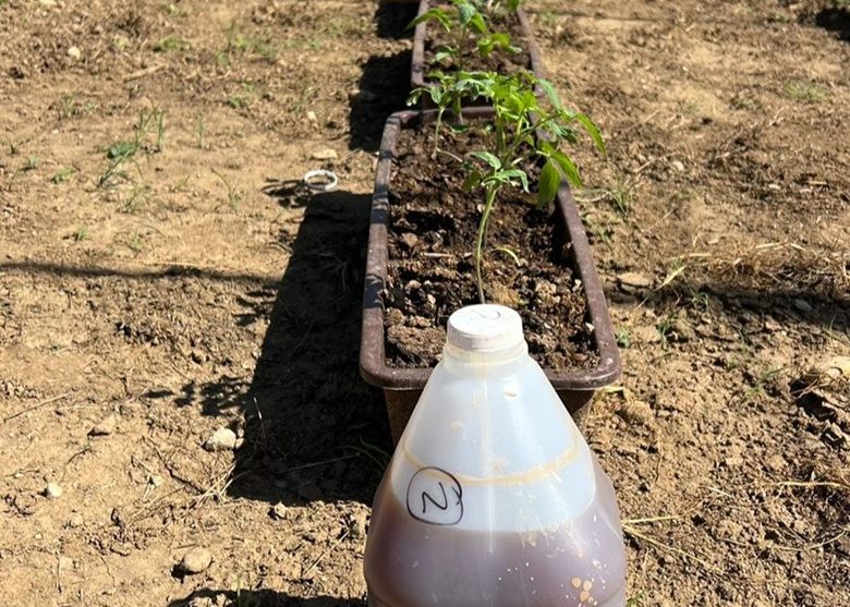 INTEC%20evalua%20biofertilizante%20de%20sargazo%20frutos%20de%20tomate%20no%20mostraron%20acumulacion%20preocupante%20de%20elementos%20traza%20bajo%20condiciones%20evaluadas-7ad80496 Instituto Tecnol&oacute;gico de Santo Domingo - INTEC eval&uacute;a biofertilizante de sargazo: frutos de tomate no mostraron acumulaci&oacute;n preocupante de elementos traza bajo condiciones evaluadas