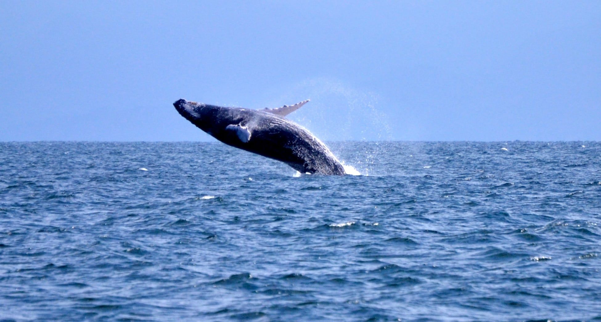 Whales%20Humpbacks-885cb694 Instituto Tecnológico de Santo Domingo - INTEC researchers carry out analysis of the ecosystem of Samaná Bay