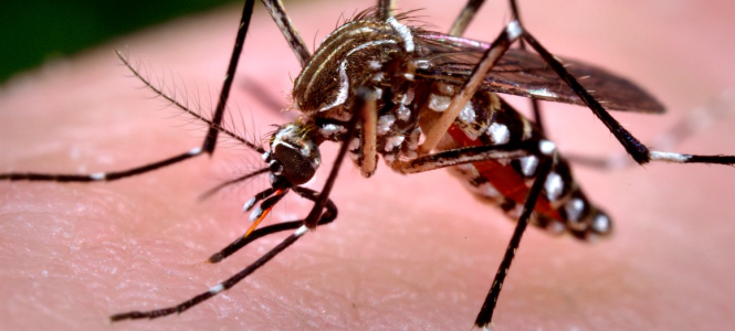 Aedes%20Egypty-d92a4028 Instituto Tecnológico de Santo Domingo - Intecianos