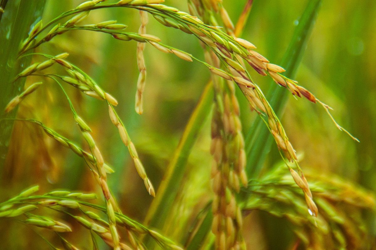 19-07-2023%20Arroz%20-%20Fuente%20Externa-fa6db254 image 19-07-2023%20Arroz%20-%20Fuente%20Externa-fa6db254 Instituto Tecnológico de Santo Domingo - Posible contaminación de suelos agrícolas por presencia de metales pesados