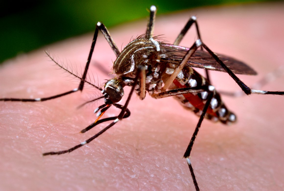 Aedes%20Egypty-fe7dd436 Instituto Tecnológico de Santo Domingo - Study poses a model to invest in Dengue prevention
